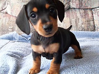 Dachshund Puppy - This picture is of a dachshund puppy, with black and honey gold coloring. Due to this coloring it can be mistaken for a Doberman, but its oblong body sets it apart as a dachshund. Very adorable.