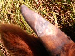 Look - HORN