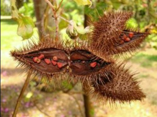 achiote seeds - we used it for cooking to color the food.