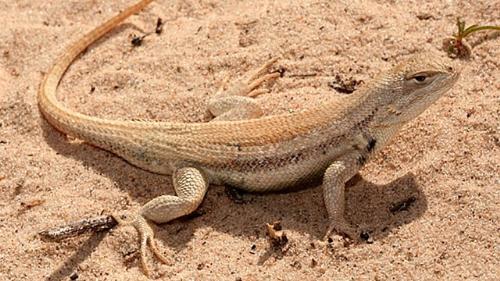 Sand Dune Lizard - Sand Dune Lizard that was the subject of compromise between oil and gas industry and the government