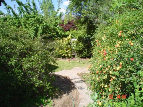 A walk in my garden, in Spring. - Green shrubs, flowers and sun make this an awesome place to be.