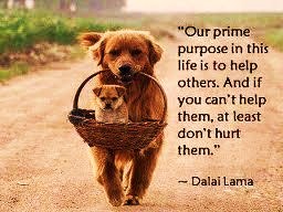 Help others - Our main purpose in life is to help others, and if you can't help them atleast don't hurt them.  by Dalai Lama