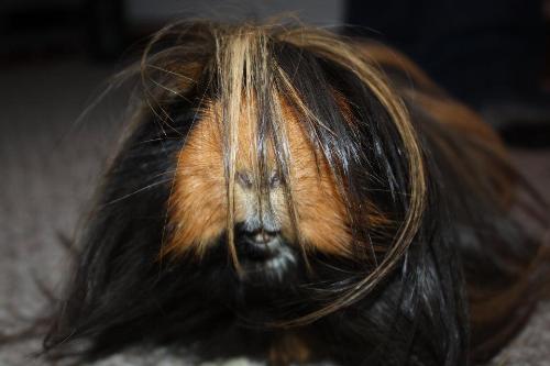 Mister..My Guinea Pig - This is Mister, my long-haired Peruvian Guinea Pig who is about 5 years old now.
He has soooo much character!! When he wants a carrot I ask him for kisses and he comes to the cage and gives me a kiss! Mister..My Guinea Pig - This is Mister, my long-haired Peruvian Guinea Pig who is about 5 years old now.
He has soooo much character!! When he wants a carrot I ask him for kisses and he comes to the cage and gives me a kiss!