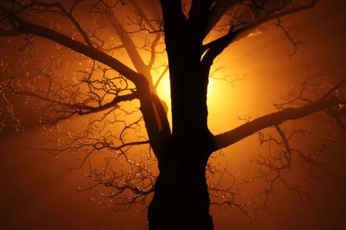 Tree in the sunset - beautiful tree in the sunset. Tree in the sunset - beautiful tree in the sunset.