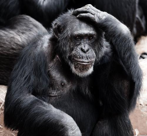 Ape - old ape. Ape - old ape.