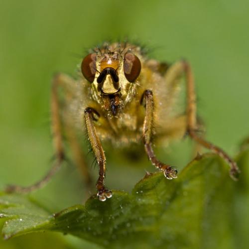 Bug - bug that looks like an alien
