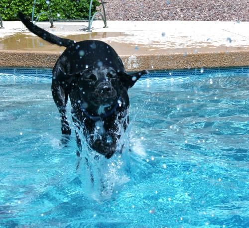 Sam Diving - My Lab mix, Sam, jumping into the pool after a tennis ball. Sam Diving - My Lab mix, Sam, jumping into the pool after a tennis ball.