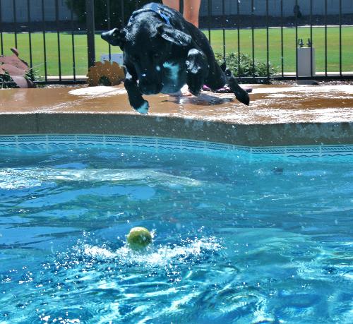 Sam Diving In The Pool - My dog, Sam, diving in the pool after his tennis ball.