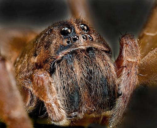 Scary Spider - big harry spider