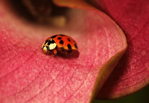 Lady Bug - Lady bug on red leaf Lady Bug - Lady bug on red leaf
