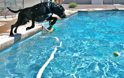 Sam Diving In Pool - Sam diving in the pool after his tennis ball.