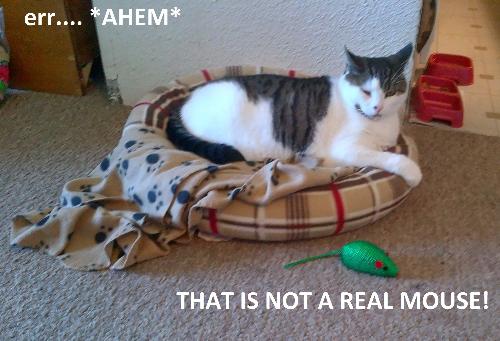 Kitty: "This Isn&#039;t A Real Mouse" lol - Here&#039;s Kitty with that green mouse he won&#039;t play with, so I made a "lolcat" pic of him. tee hee