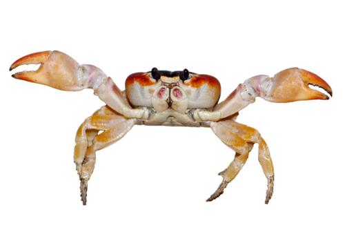 Crab - a crab, still alive