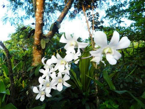 Orchid - White Orchid