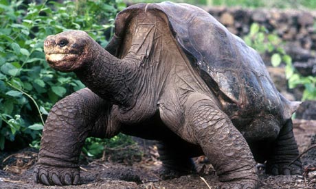 Lonesome George - Lonesome George is the last of his species, he just died few days ago Lonesome George - Lonesome George is the last of his species, he just died few days ago