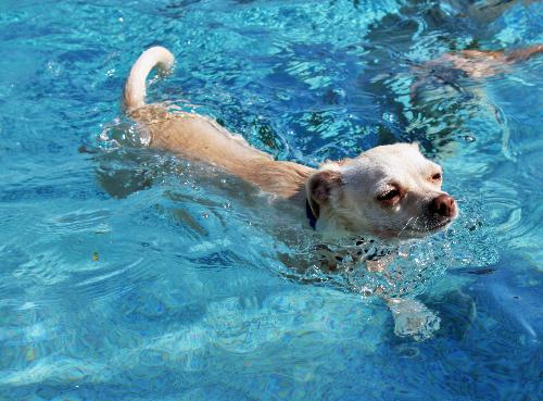 My foster dog swimming - This is Tinkerbell, my foster dog. My foster dog swimming - This is Tinkerbell, my foster dog.