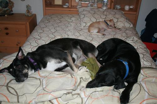 Dogs Stealing My Bed - My dogs take over my bed at night!