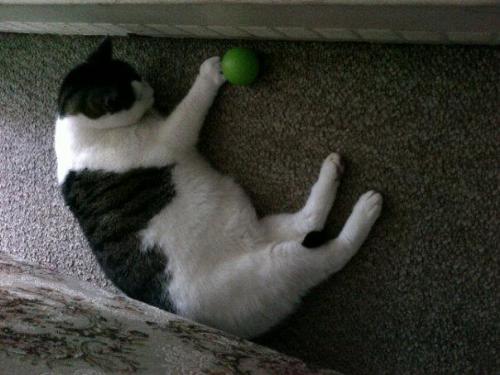 Kitty playing with a ball with catnip in it - While this may not look much to both people, it's definitely a start. We filled this ball with catnip and watched him play, even was able to take a video of him. A ball with no catnip? Forget about it, he'll ignore it :-p So cute! Kitty playing with a ball with catnip in it - While this may not look much to both people, it's definitely a start. We filled this ball with catnip and watched him play, even was able to take a video of him. A ball with no catnip? Forget about it, he'll ignore it :-p So cute!