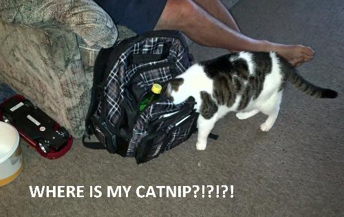 'Where's My Catnip???' - Kitty sniffing around in my rucksack after he discovered a bag of catnip in it :-p