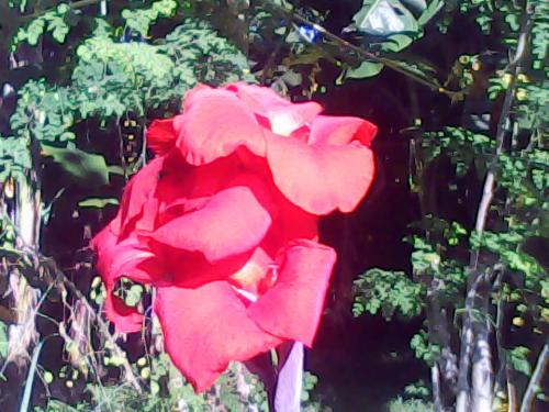 Red - Red Bulaklak