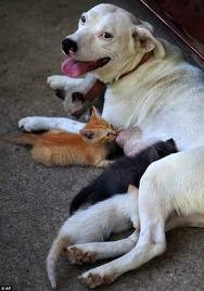 Molly the Bulldog - Molly a two-year old American Bulldog is taking care of a bunch of hungry kittens when the kittens mother died. Molly the Bulldog - Molly a two-year old American Bulldog is taking care of a bunch of hungry kittens when the kittens mother died.