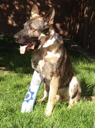 Bodie - Bodie who was shot in the line of duty during a foot chase in the Land Park area. He was shot once in the jaw, and once in the right front leg. In the end his human partner Randy Van Dusen shot and killed the suspect. 