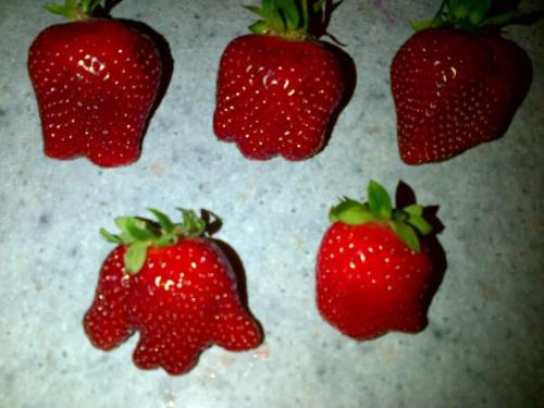 Weird Strawberries - You&#039;ll see strange shapes - including one with fingers, one looks like an apple, and another looks like a French Guillotine! :-p