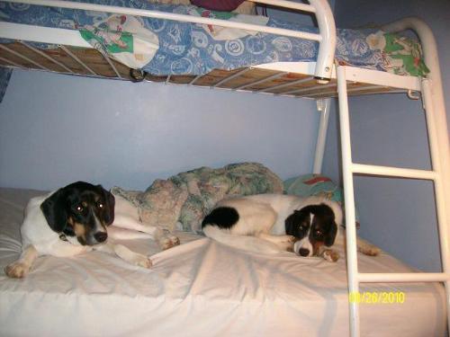 Penny and Ciara - They take over my son's bed.