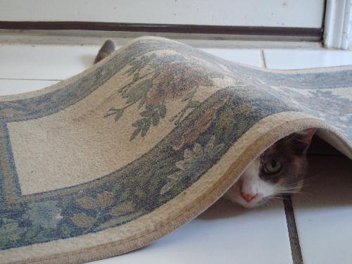 Nenya Under the Mat - My cat hiding under the welcome mat. Isn't she cute?