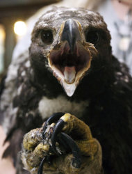 Lucky Baby Golden Eagle - Lucky Baby Golden Eagle name Phoenix is only 70 day old when his nest got on fire because of the wild fire that happened in Utah. He&#039;s being treated now and hopefully will be released to the wild after a year.