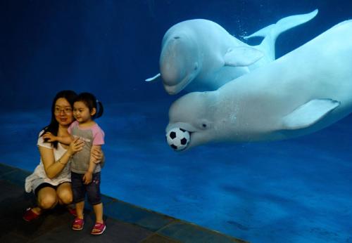 Beluga whales - these animals are so cute Beluga whales - these animals are so cute