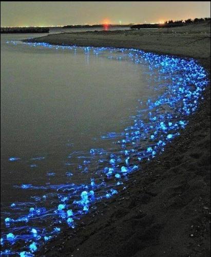 Glowing firefly squid in a seashore - Glowing firefly squid found in the shoreline of Toyama Bay in Japan. A simple example of how Beautiful is Our Nature!