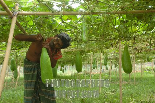 Farmer - vegetable farmer