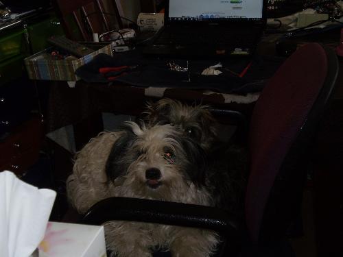 My cheeky boy, Benji - This is Benji (front) and Roxy. They have pinched my chair, the little devils.