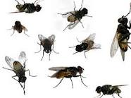 Flies - These are dirty flying insects called Fly.