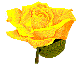Yellow Rose - roses