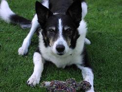 In memory of my dog, Taff. A Welsh Border Collie. - The gentlest dog I ever knew. His aim in life was to make humans play. I think he thought we were all too serious!