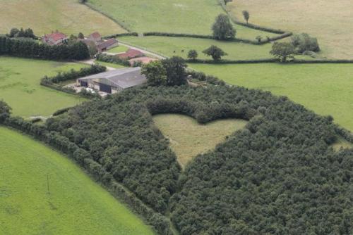 Farmer Plants Heart-Shaped Meadow for Late Wife - This was done by Howes, a farmer and a gardener he hired for his late wife, Janet using 6000 oak trees to etch out a giant heart in the middle of his field in South Gloucestershire, England. 