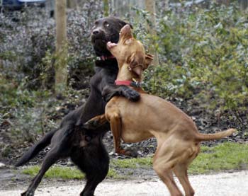 Dogs fighting - Dogs fighting are often vicious. 