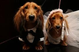 Fairy-tail Doggie Wedding - A photo of a fairy-tail doggie wedding.