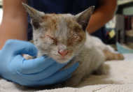 Chinese Kitty Rides on LA-bound Freighter - A 3-month-old kitten survived a journey across the Pacific, traveling from Shanghai to Los Angeles without food or water while locked in a freight container on a ship.  The kitten was named as Ni-Hao which means 'hello' in Mandarin Chinese.