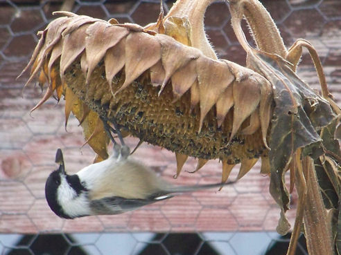 Chickadee on a Sunflower - This Chickadee is enjoying a snack from a volunteer sunflower. They are so much fun to watch. They're like little acrobats.