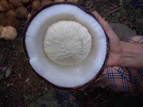 Have you seen this one? - In our place we call it as a flower in a coconut. hehehe it&#039;s delisious and tasty..i miss this one already....