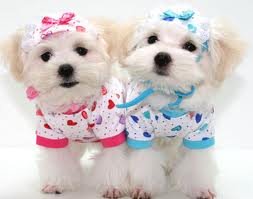 Puppies - I chose this pictures as this 2 puppies are sooo cute and adorable and it also is the topic of my discussion.