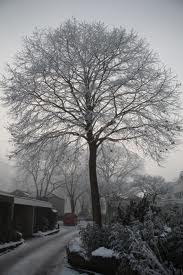 a tree in front of the house - I love to see trees as they make the nature so beautiful.