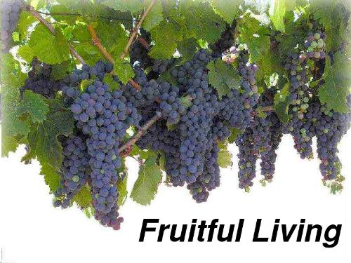 Fruitful Living - A vine full of grapes. A life in Jesus Christ bears much fruit!