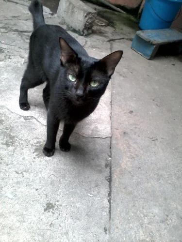 Cat - Mysterious Cat?