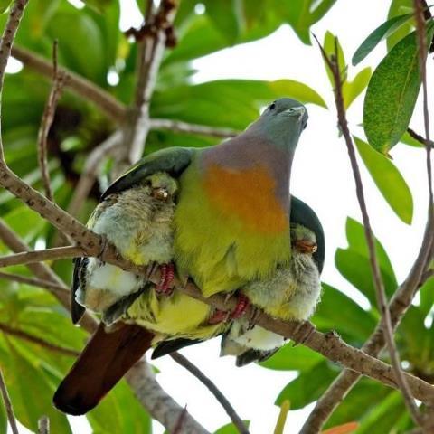 Mother bird and little ones - Caring mother