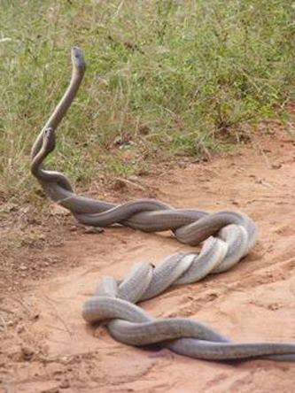 snakes copulating - this is pair of snakes copulating