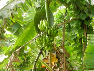 banana or plantain - this tree is in my roof